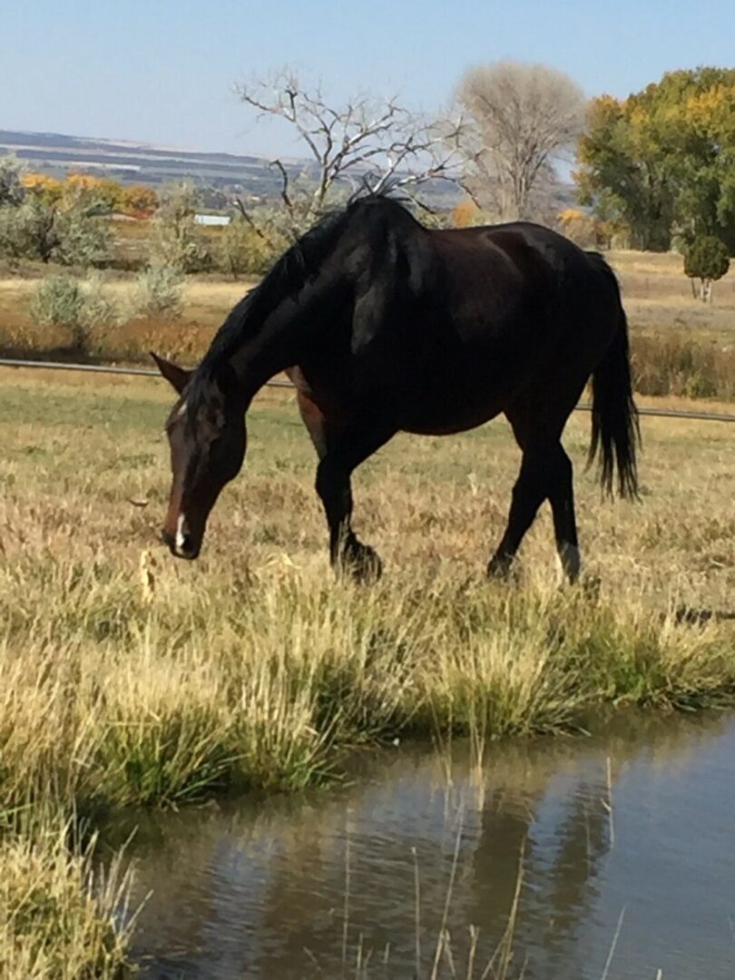 Dark horse walking beside a pond