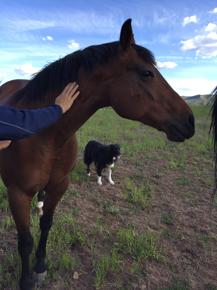 A dark brown horse standing on a field