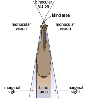 binocular vision